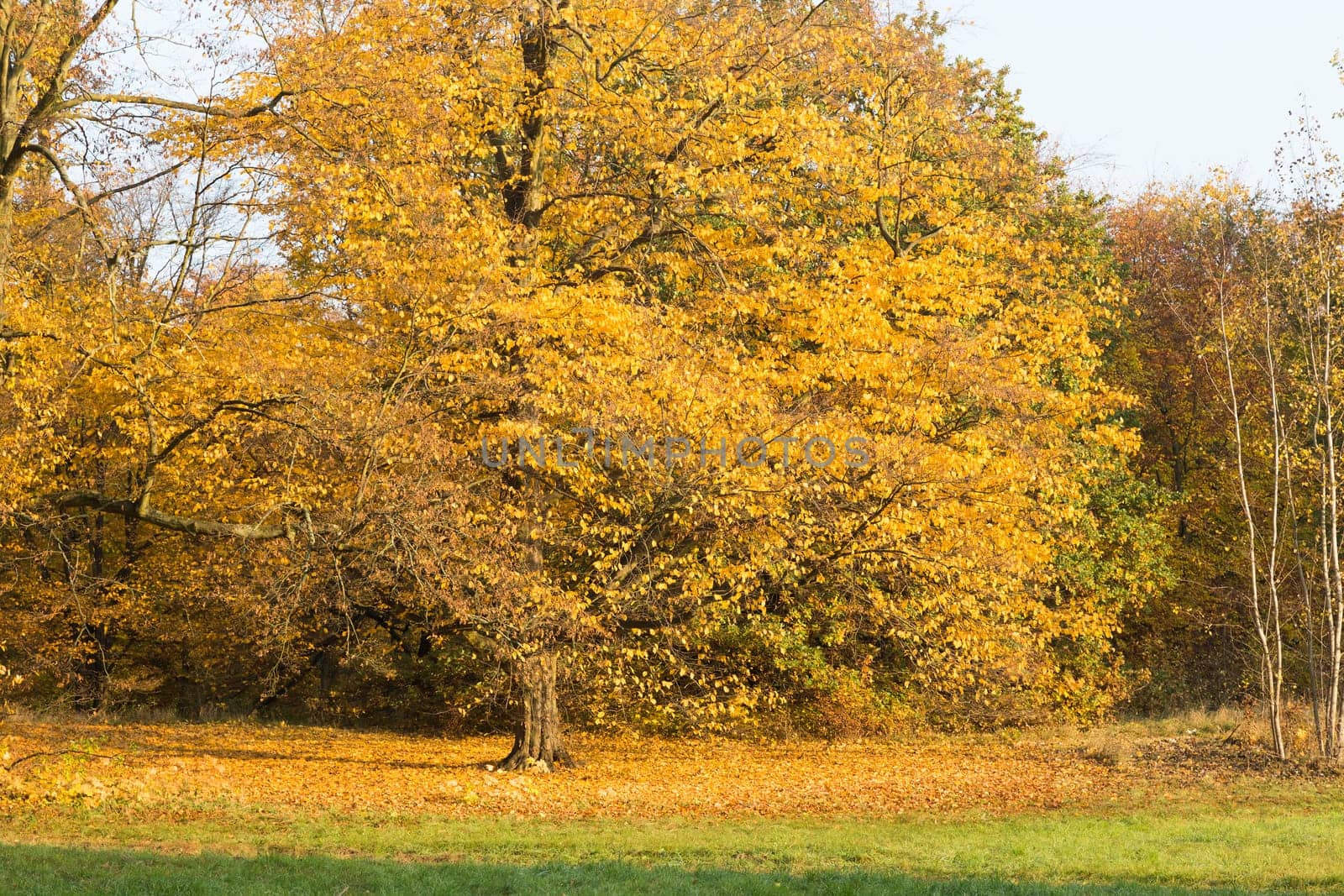 Autumnally yellow colored oak with foliage in a park