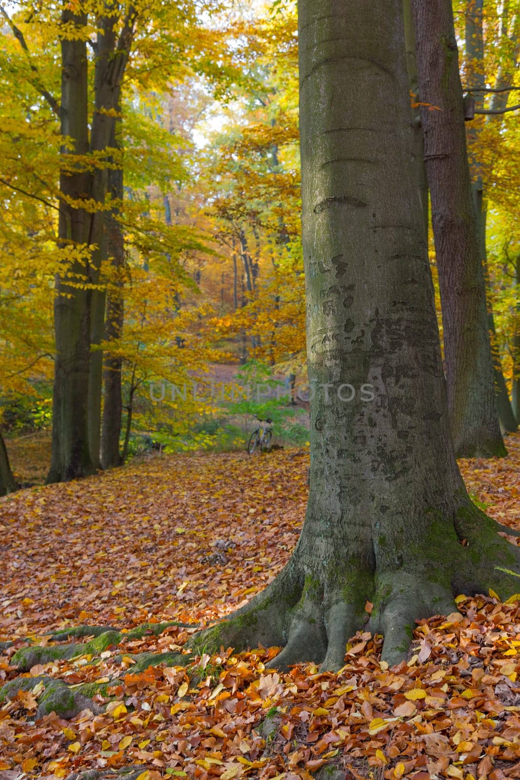 Large old trees in the hilly park with bike in the background