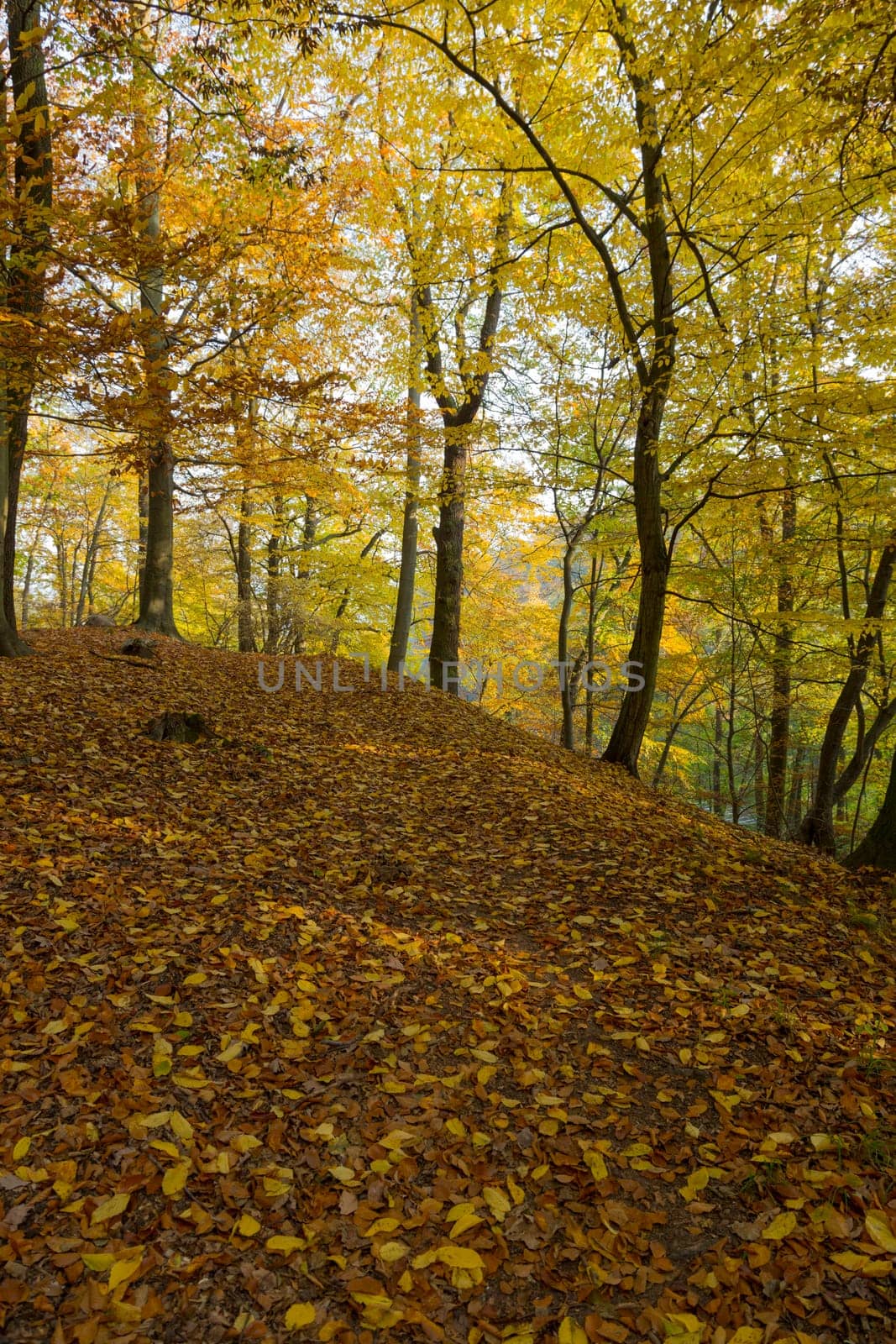 Autumnally discolored foliage in the park with old trees