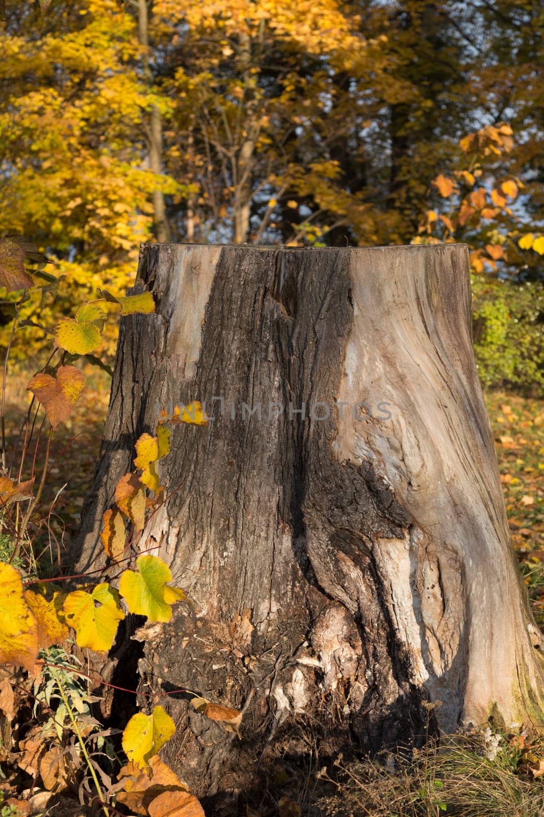 Tree stump with autumnal leaves in the sunshine
