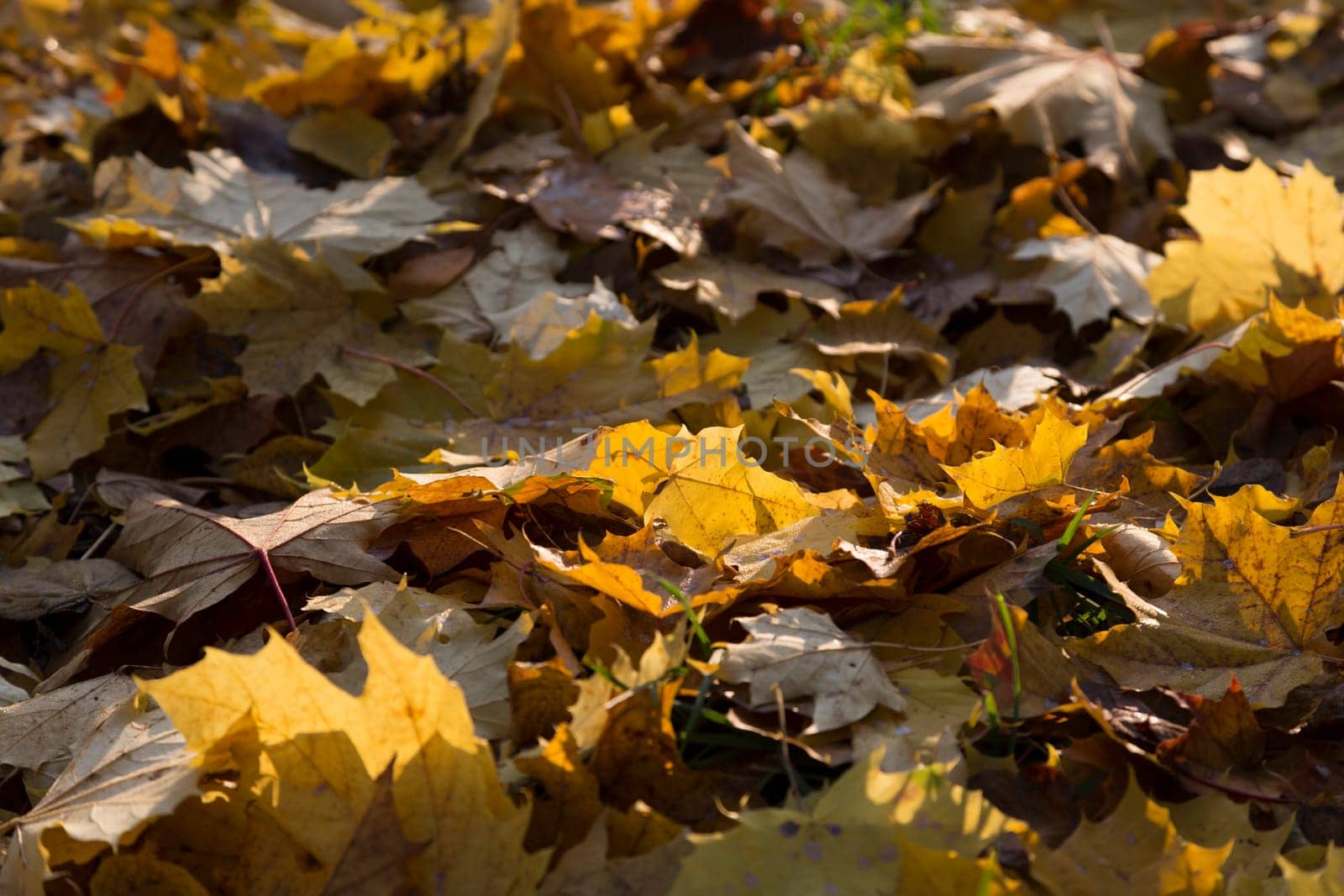 Yellow,autumnal maple leaves lying on the ground in the backlight
