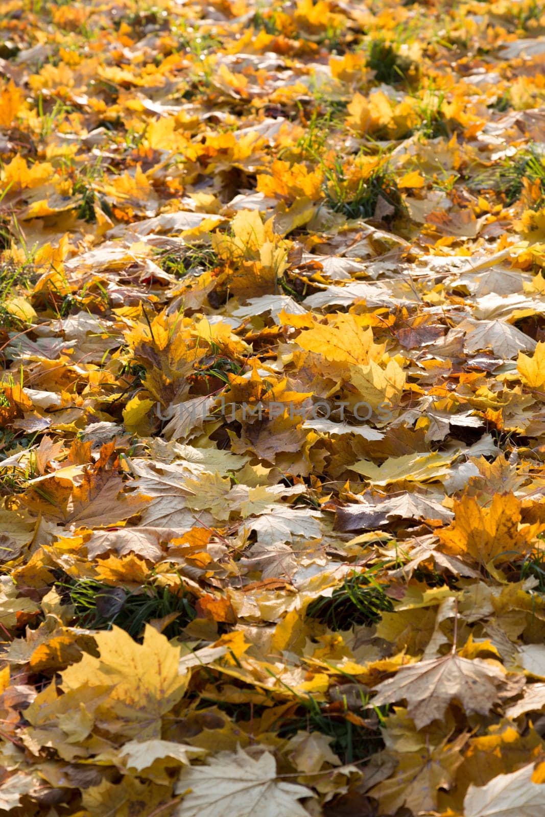 Yellow,autumnal maple leaves lying on the ground in the backlight