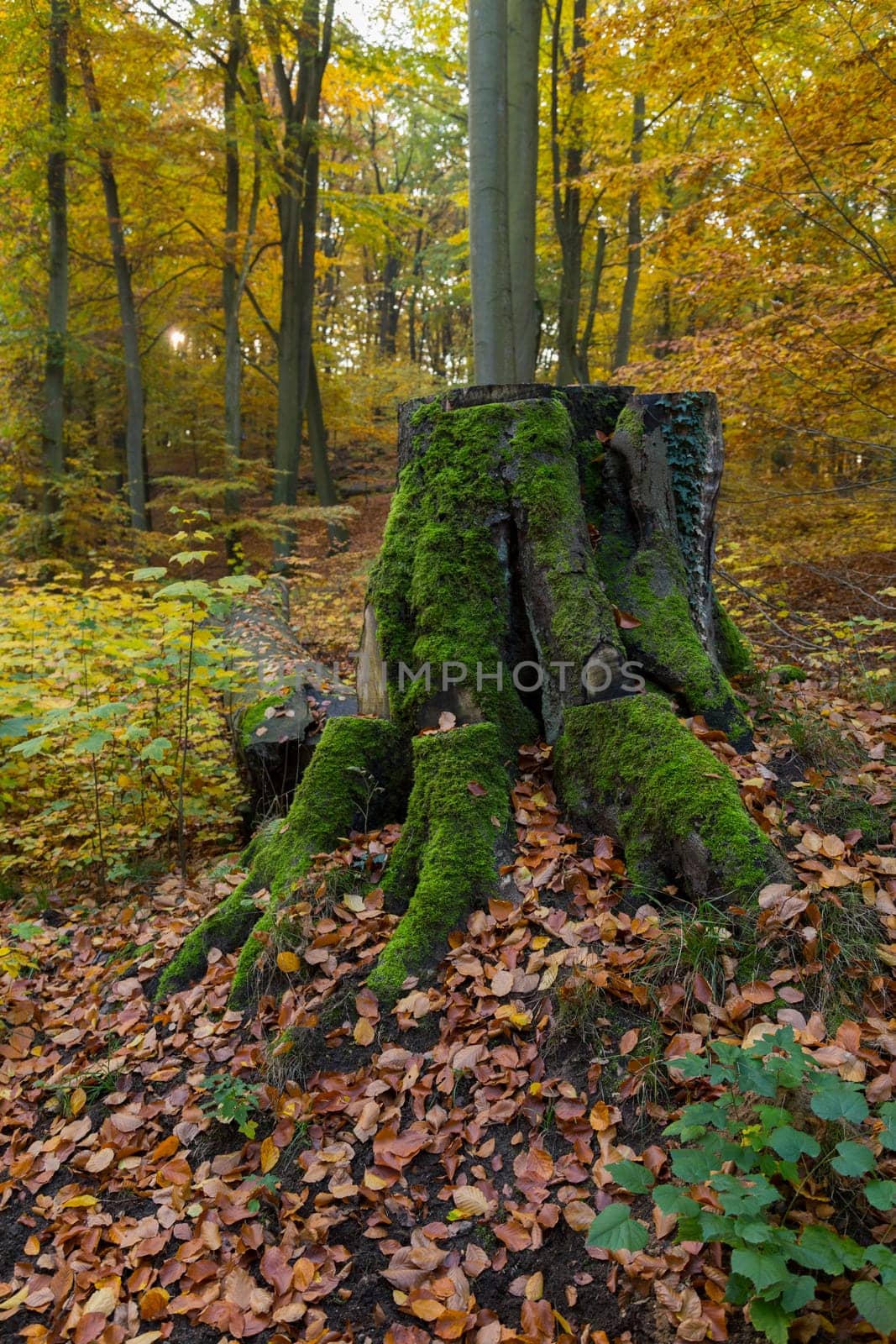 Strongly covered with moss,old tree stump in the autumnal park