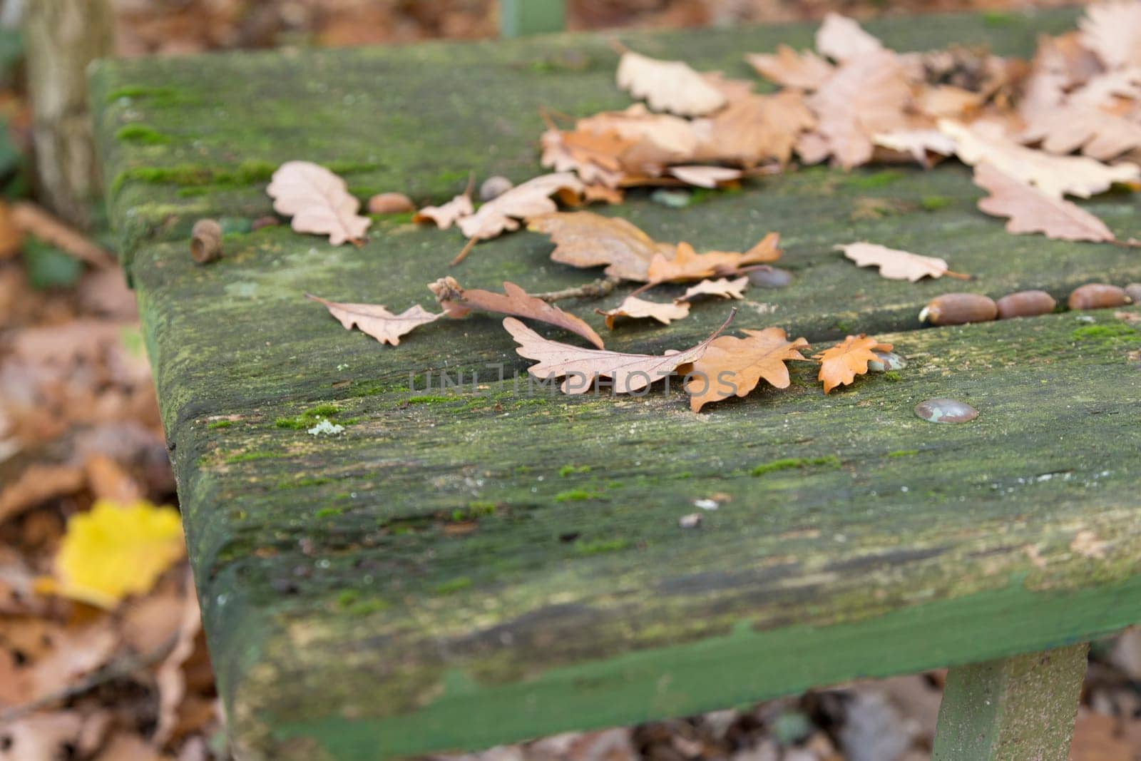 Autumn oak leaves on a weathered old park bench