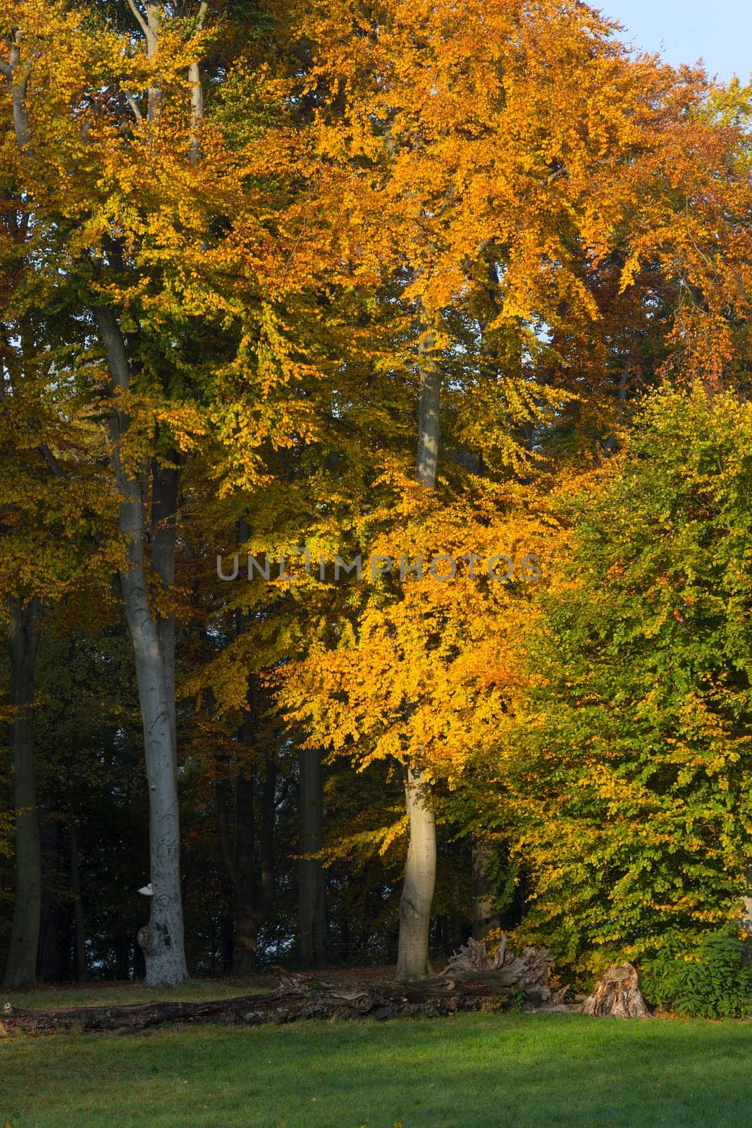 Various trees with autumnal colouring in a park