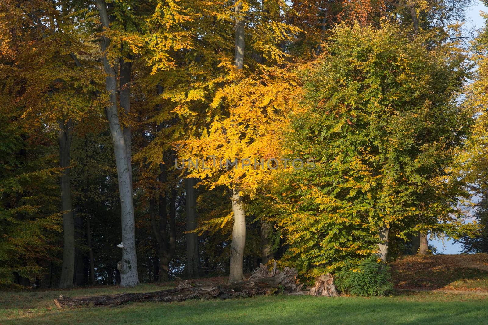 Autumnally coloured trees in the park lit by the sun