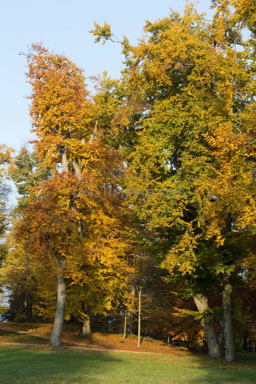 Various trees with autumnal colouring in a park