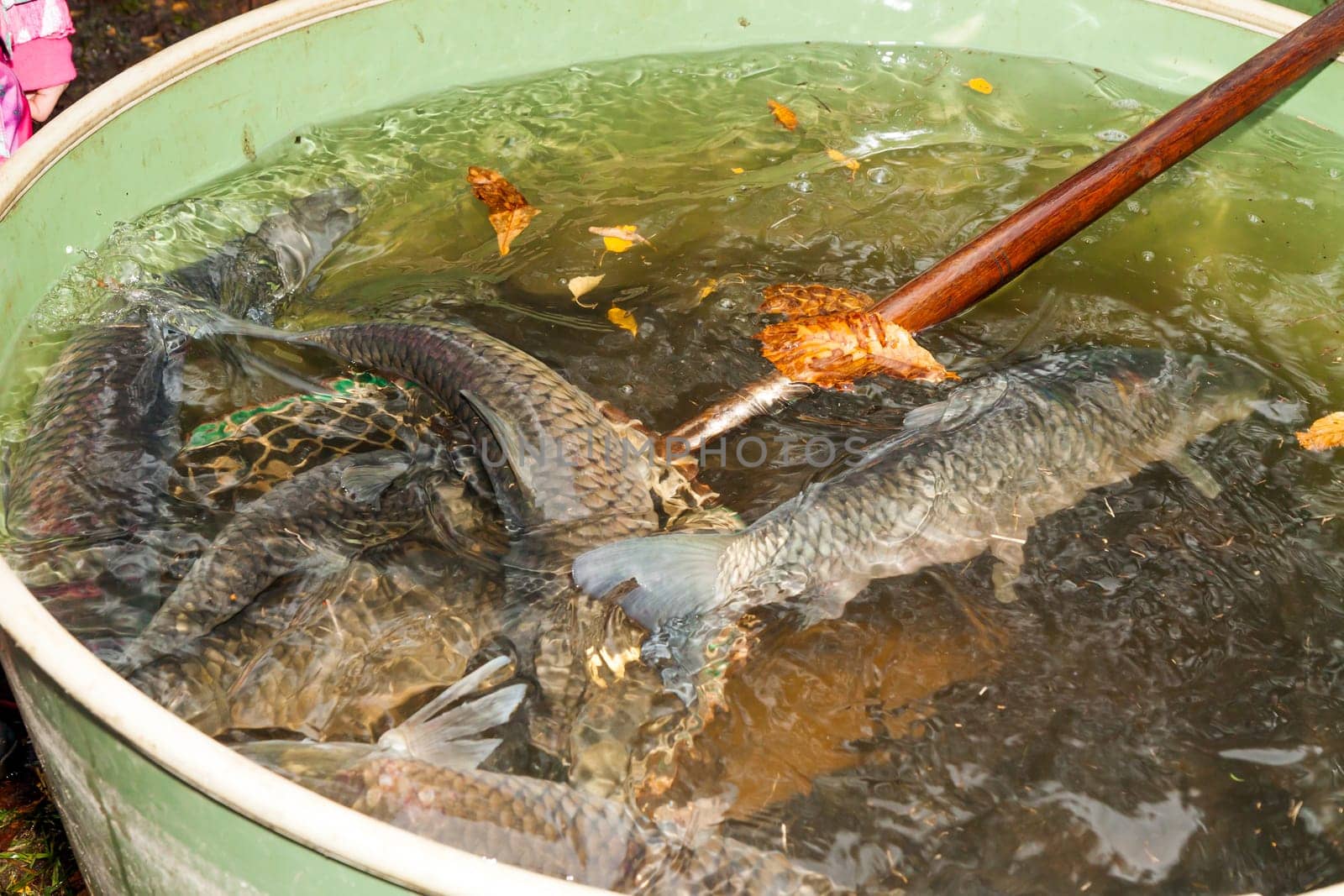 Autumn harvest of carps from fishpond to christmas markets in Czech republic. In Central Europe fish is a traditional part of a Christmas Eve dinner.