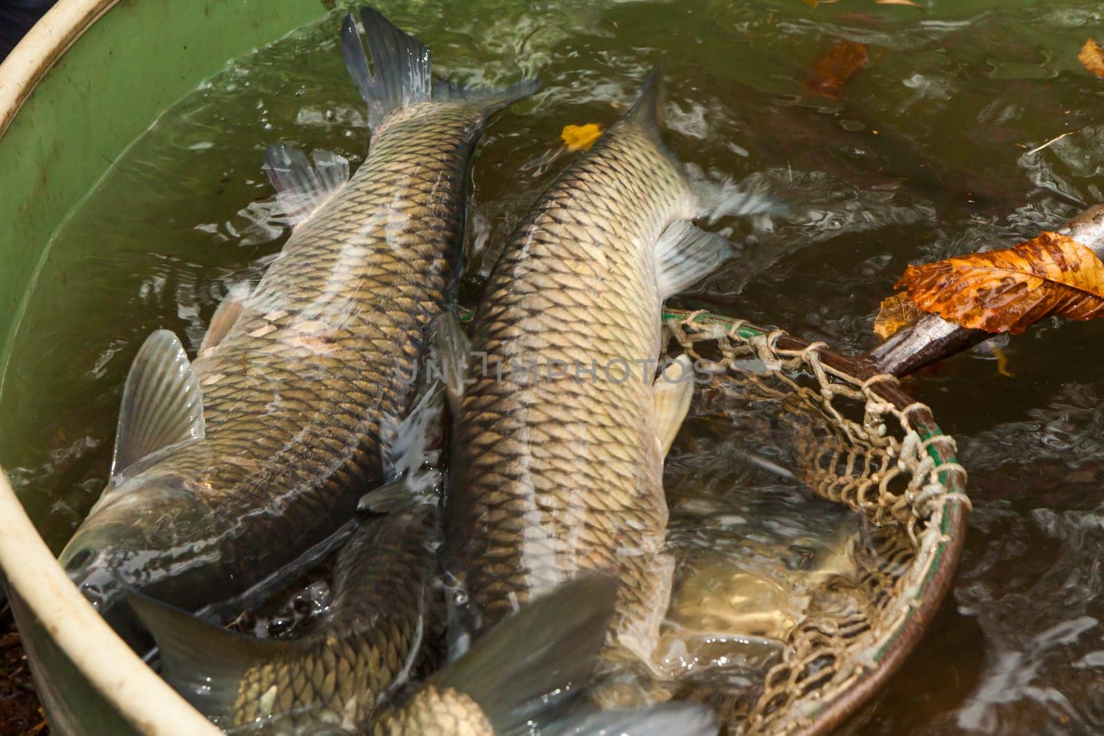 Autumn harvest of carps from fishpond to christmas markets in Czech republic. In Central Europe fish is a traditional part of a Christmas Eve dinner.