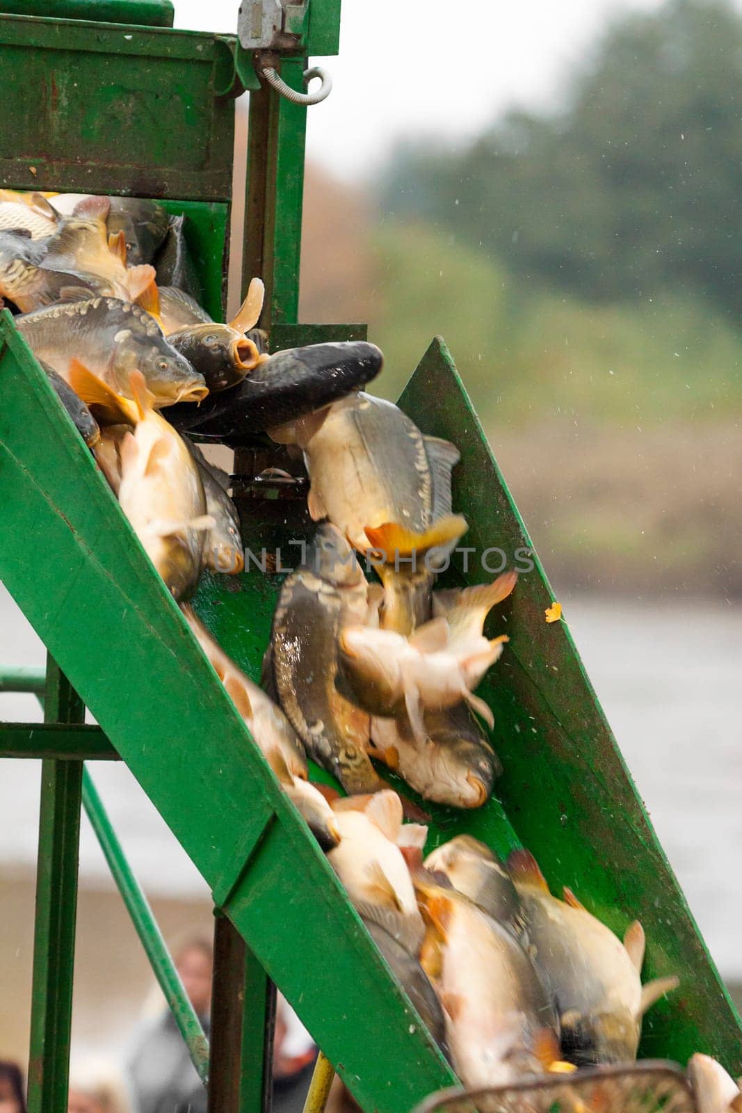 Autumn harvest of carps from fishpond to christmas markets in Czech republic. In Central Europe fish is a traditional part of a Christmas Eve dinner.
