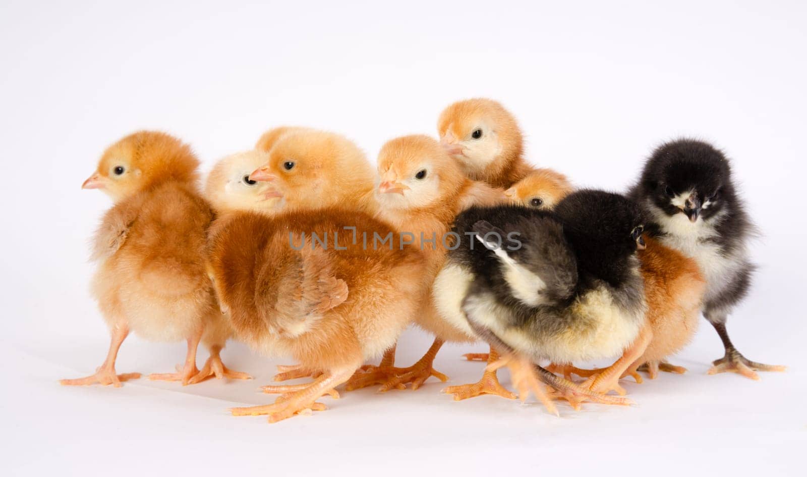 Newborn Chickens Stand with Siblings Together Just a Few Days Old