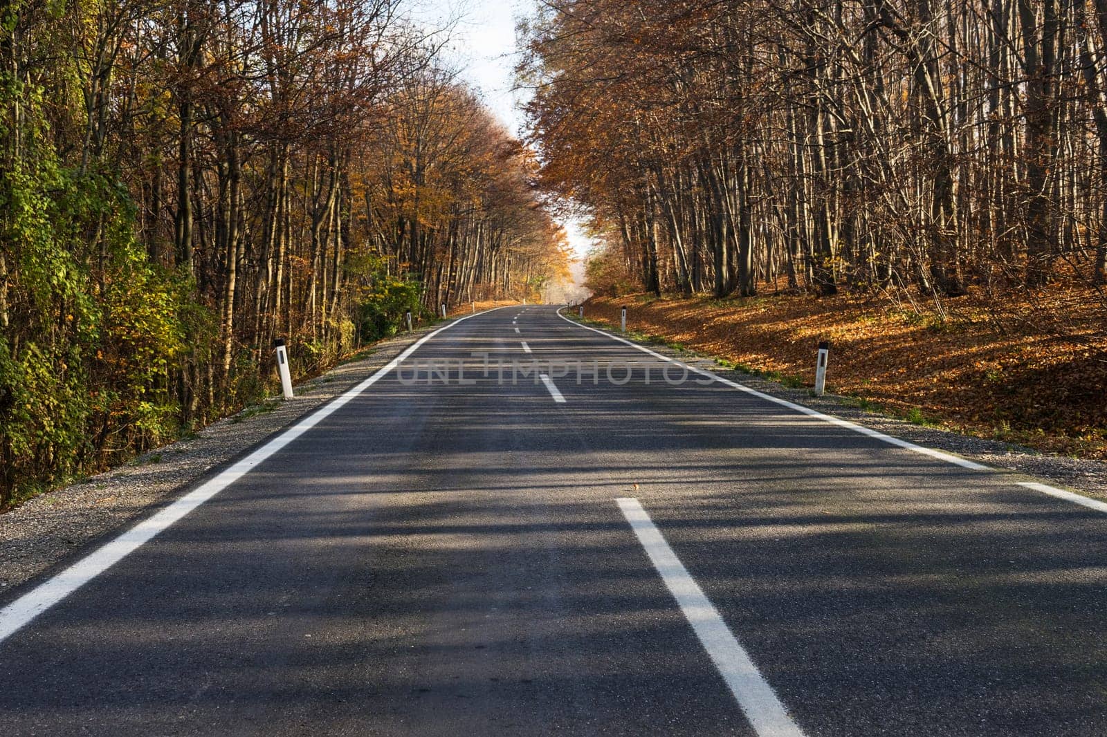 Country road through autumnal forest,landscape in autumn with colourful forest