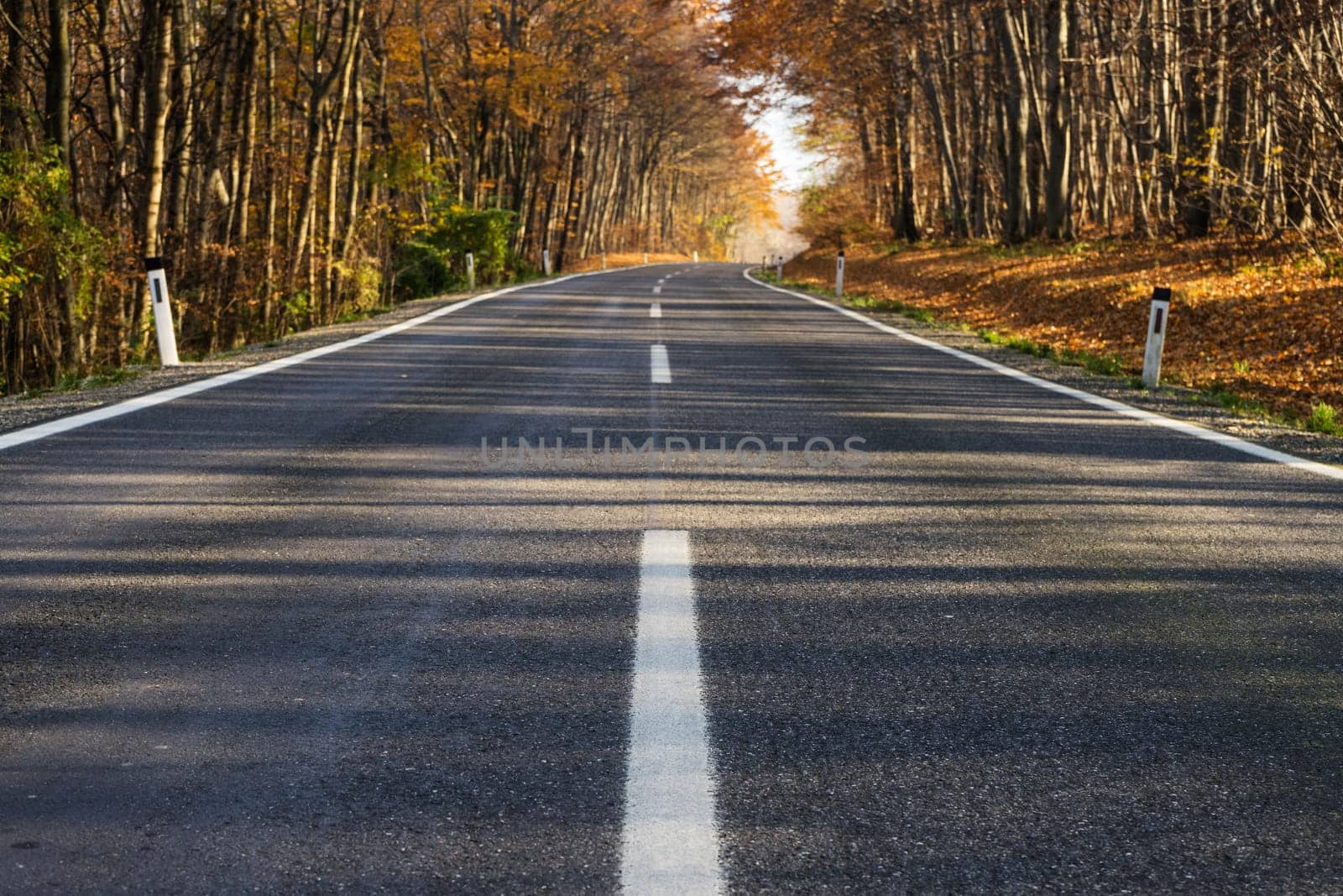 Country road through autumnal forest,landscape in autumn with colourful forest
