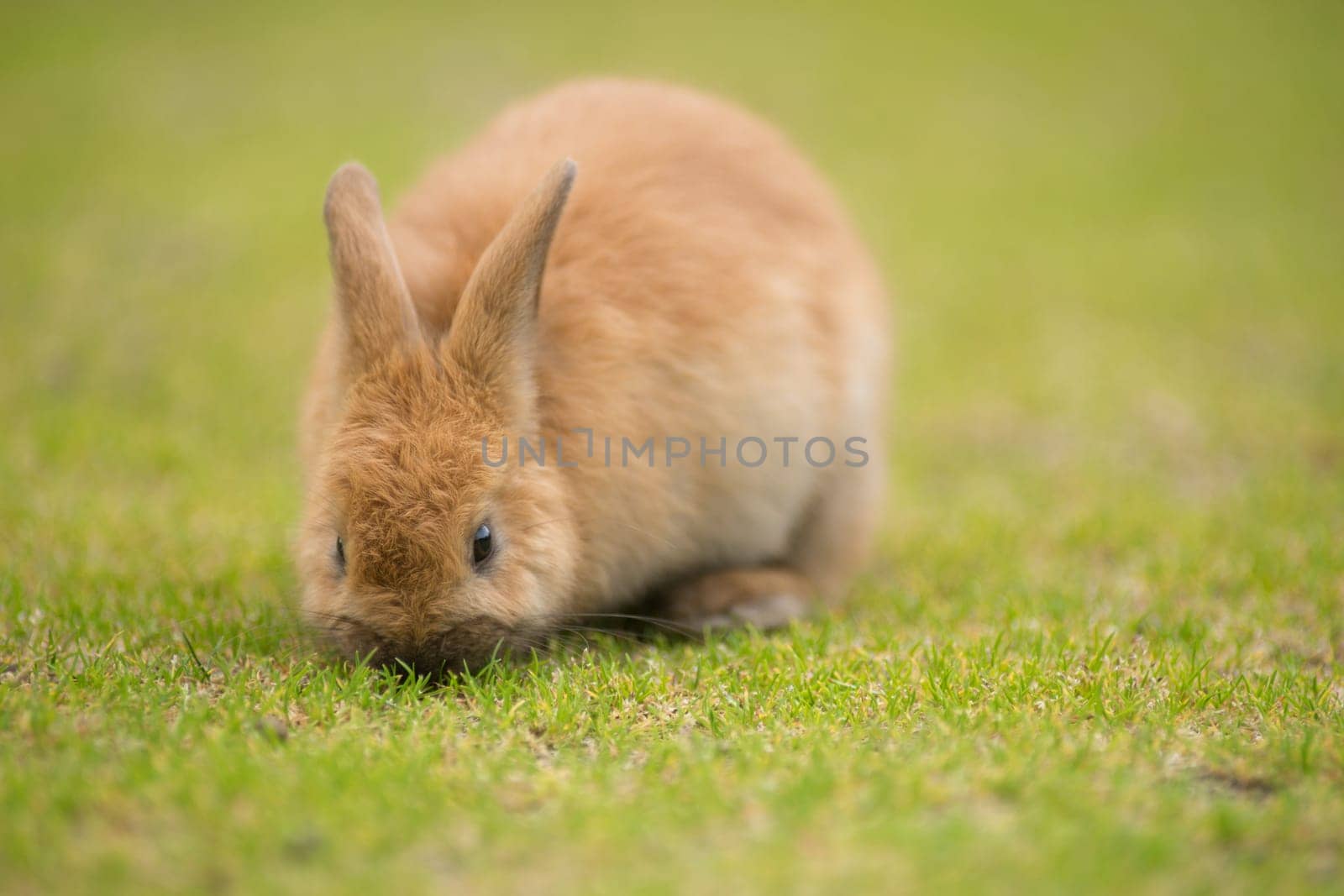 Valdez Alaska is filled with crazy little wild Bunnies