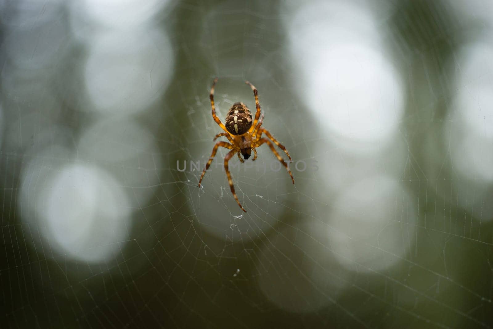 A distincly colored spider maintains his web between trees Oregon forest