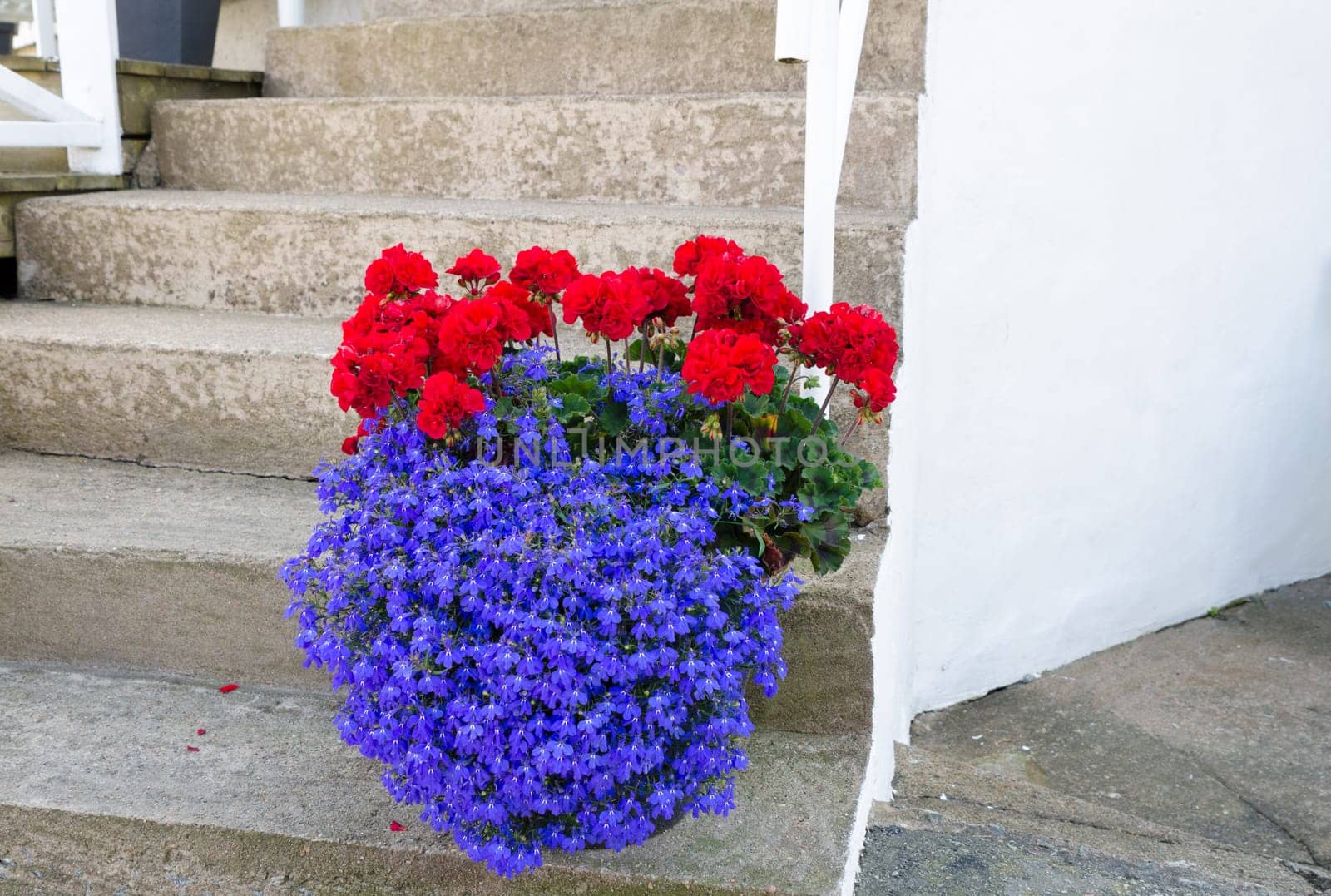 Beutiful flower on the stair in to the house