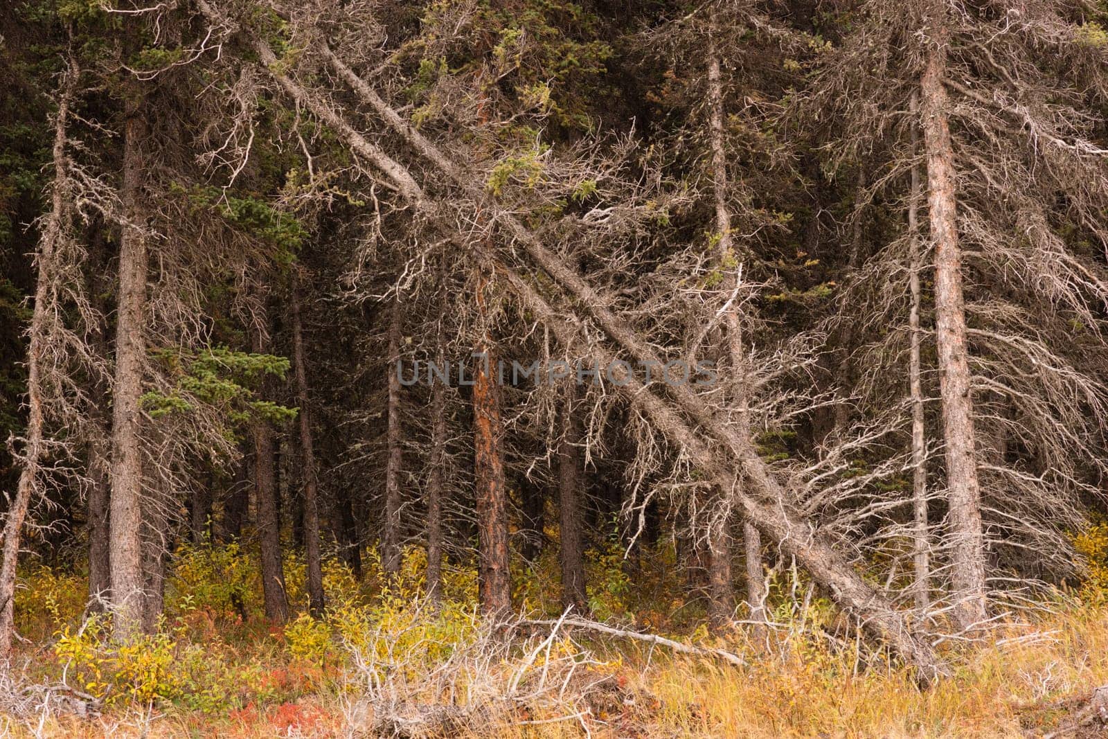 The contrast of life and death is very exciting and beautiful