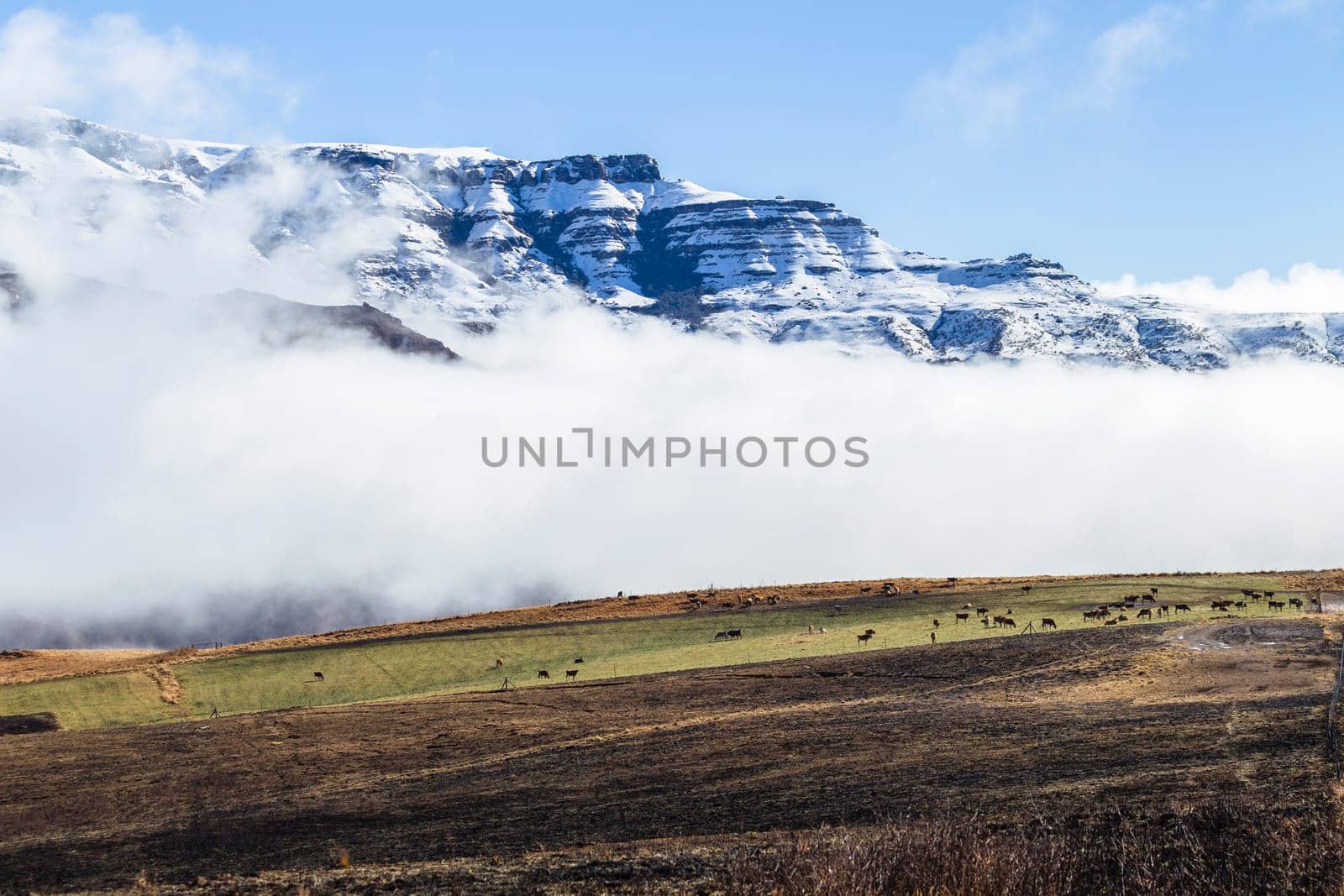 Mountain snow mist cloud rising over valley cattle animals in green black contrasted scenic landscape