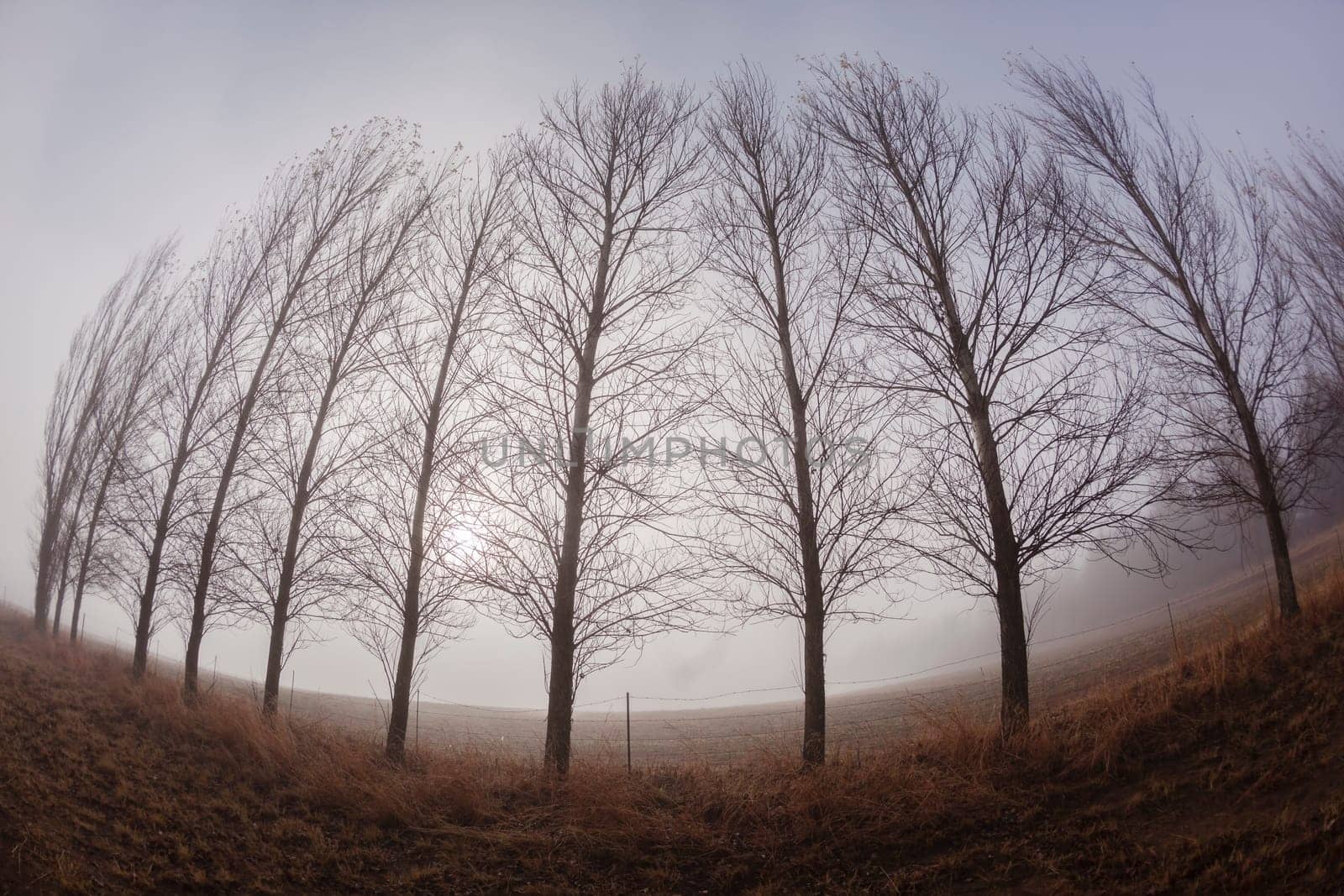 Mountain farm trees line in mist curved fish-eye lens.