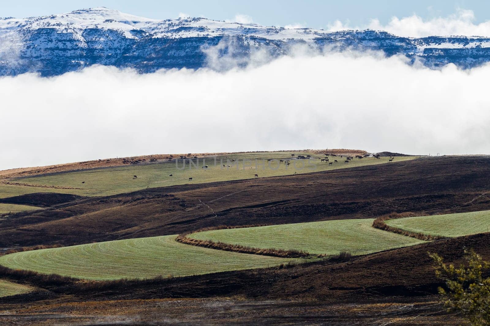 Mountain snow mist cloud rising over valley cattle animals in green black contrasted scenic landscape