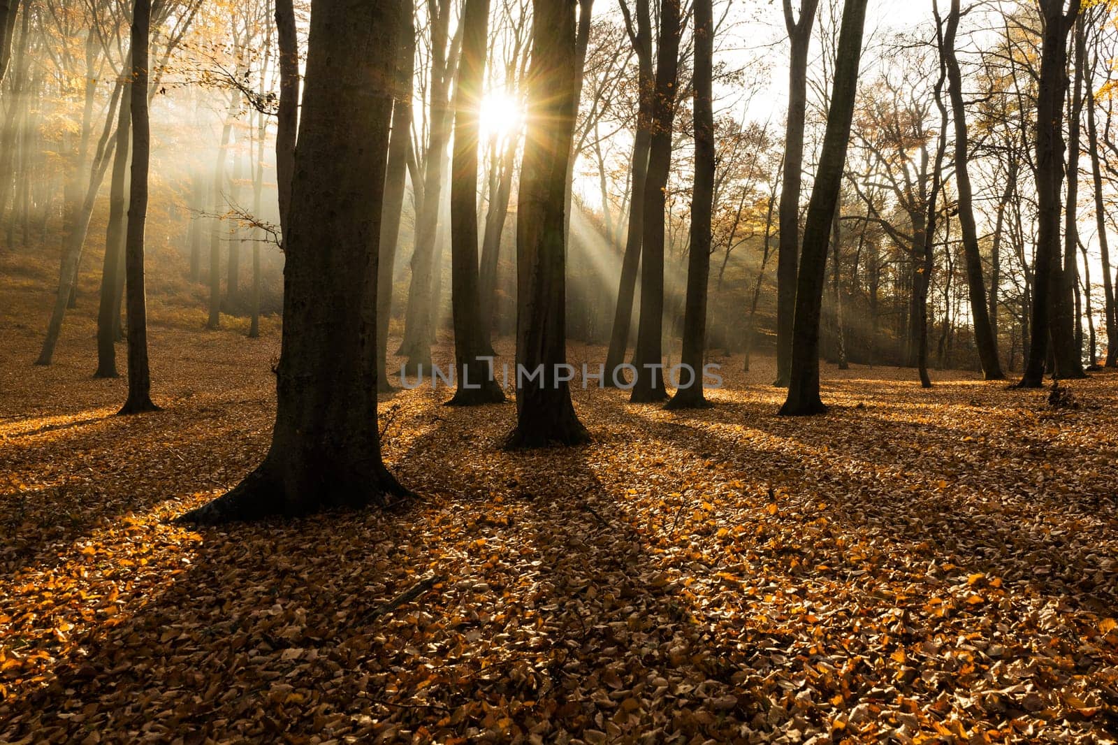 Forest in autumn with backlight,sun rays in the fog and foliage on the ground