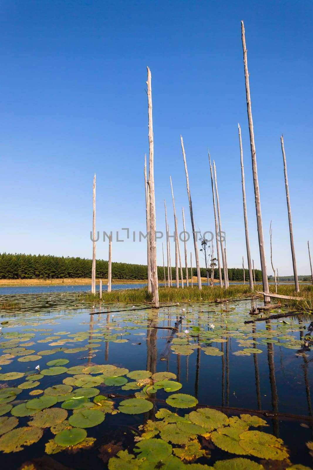 Dry trees in lake water with  lillies flowers leaves spread over wetland scenic nature in rural reserve.