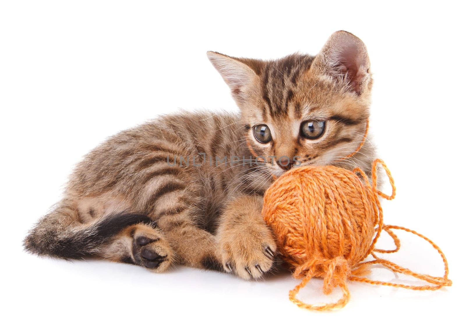 playful tabby kitten with brown ball on white background