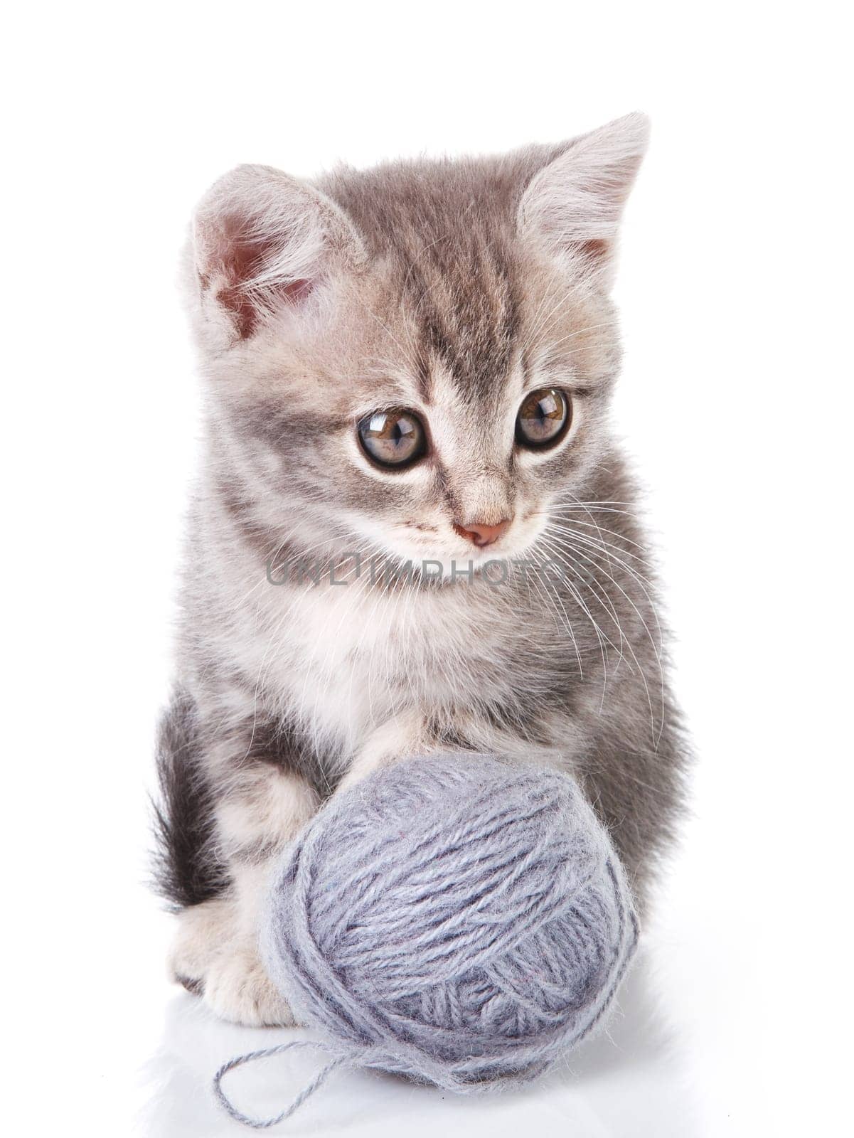 beautiful gray kitten with a ball on a white background