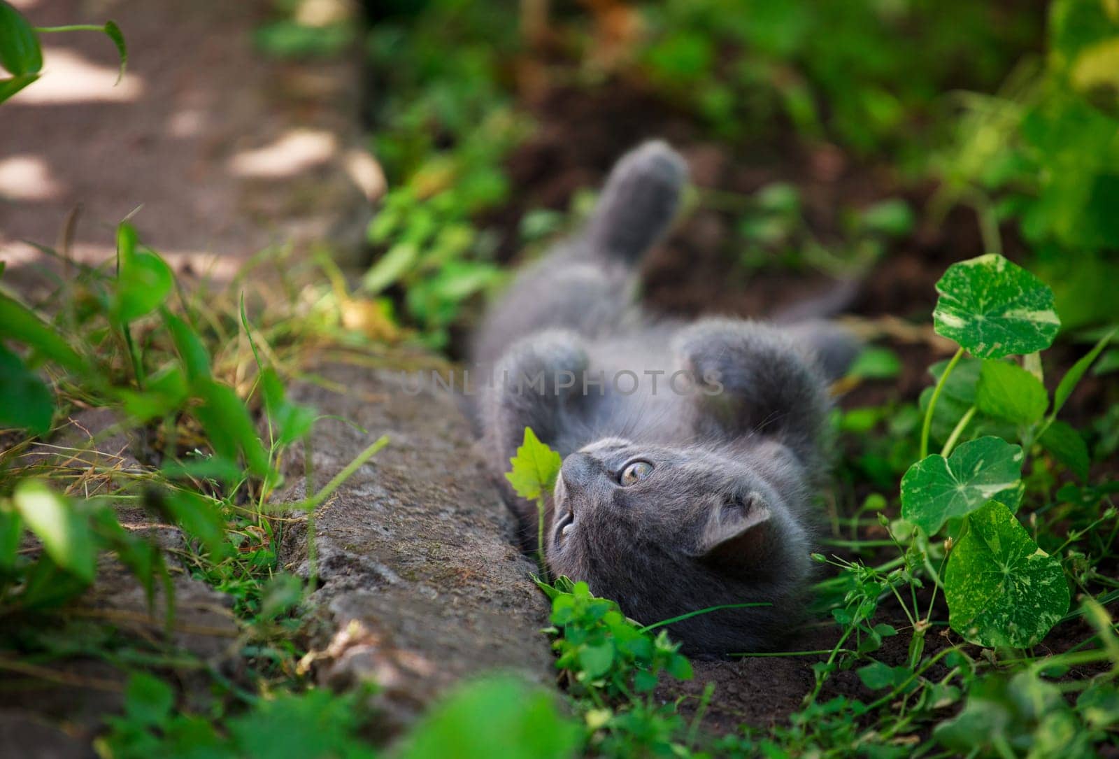 Cute little cat playing lying on his back on the grass