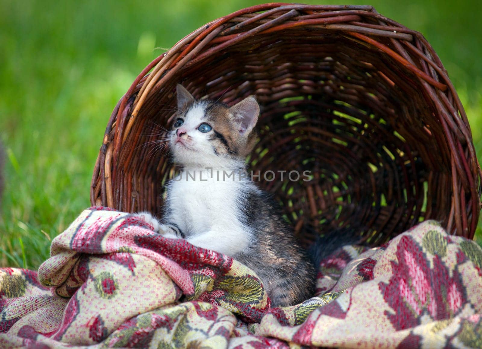 Little Kittens   in a basket on the grass