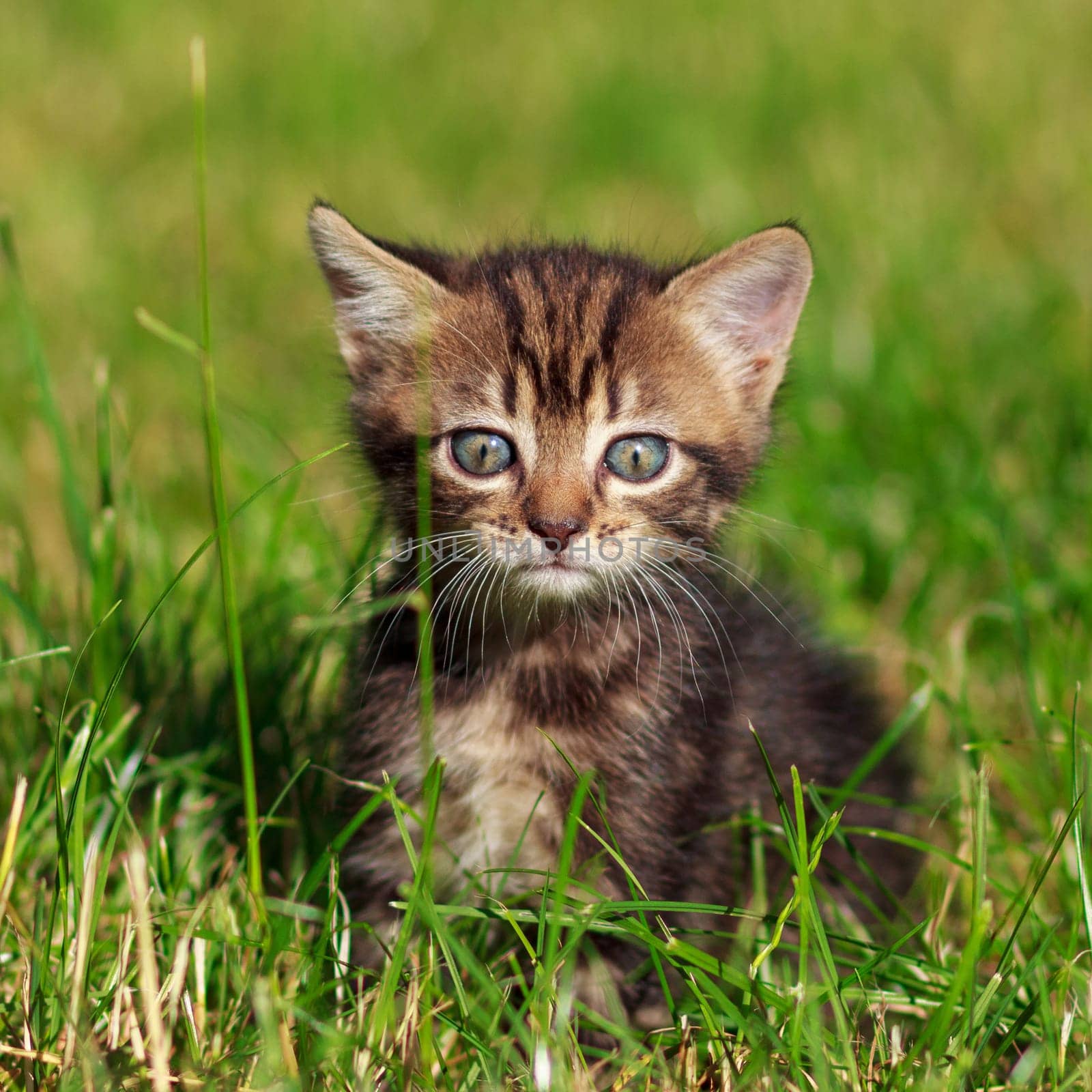 pretty cute striped cat sits in the grass