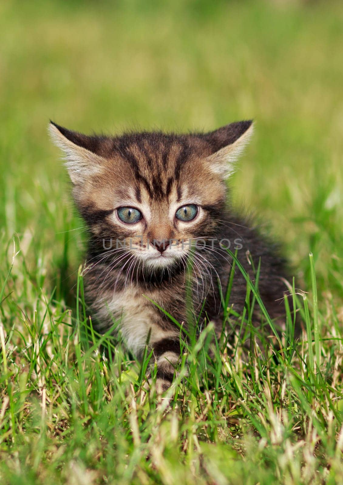 pretty cute striped cat playing in the grass
