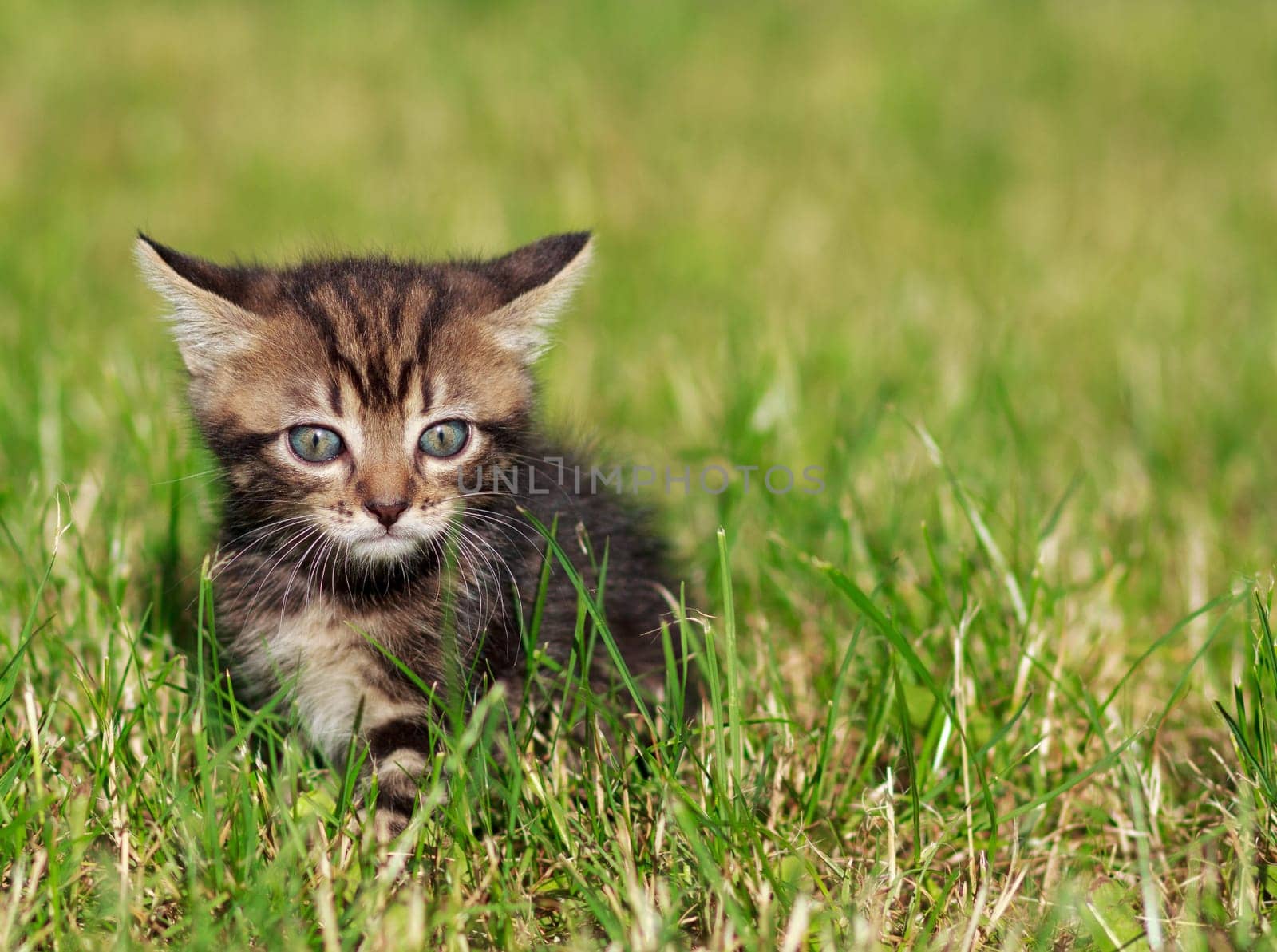 pretty cute striped cat playing in the grass