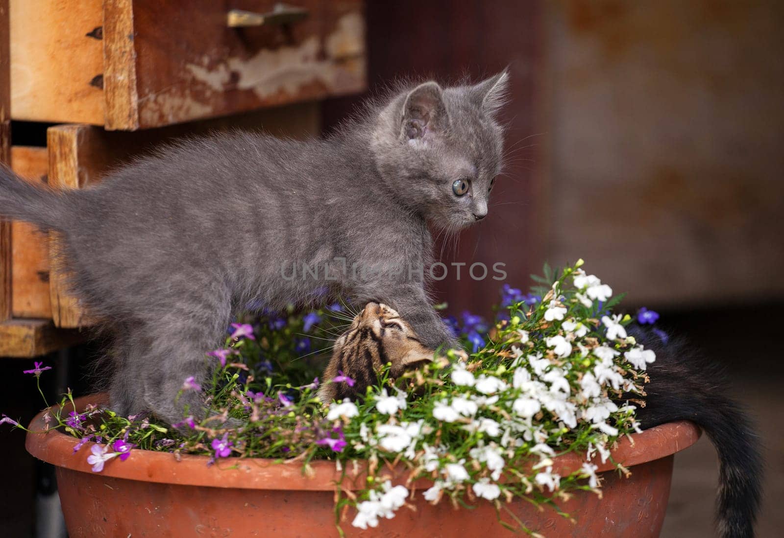 Little kitten playing in а flowerpot. Outdoor