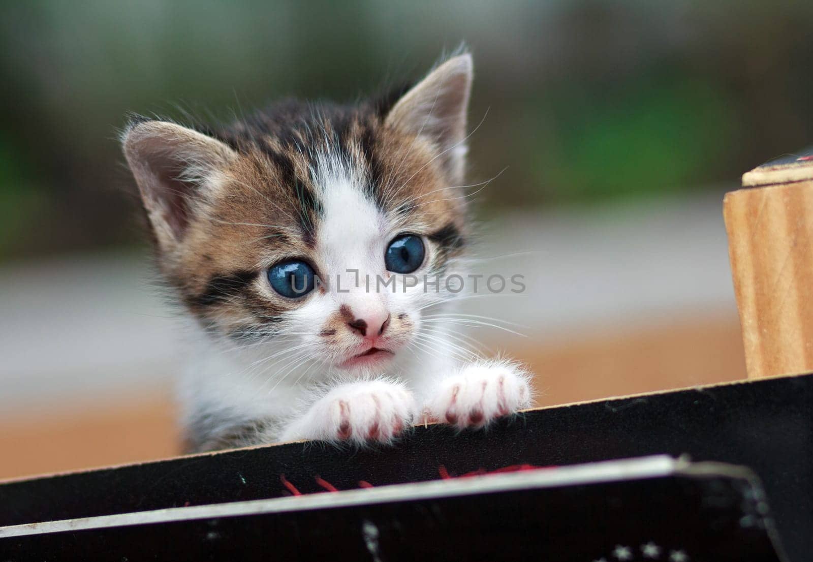 gray and white  cat  siting in the box