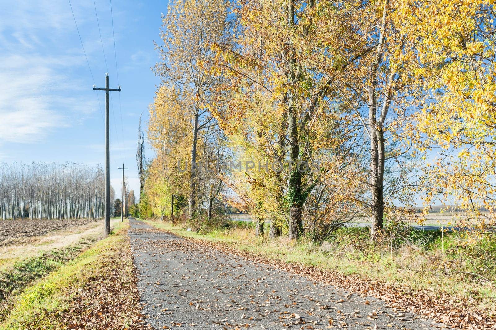 Colorful autumn trees with fallen leaves on a country road