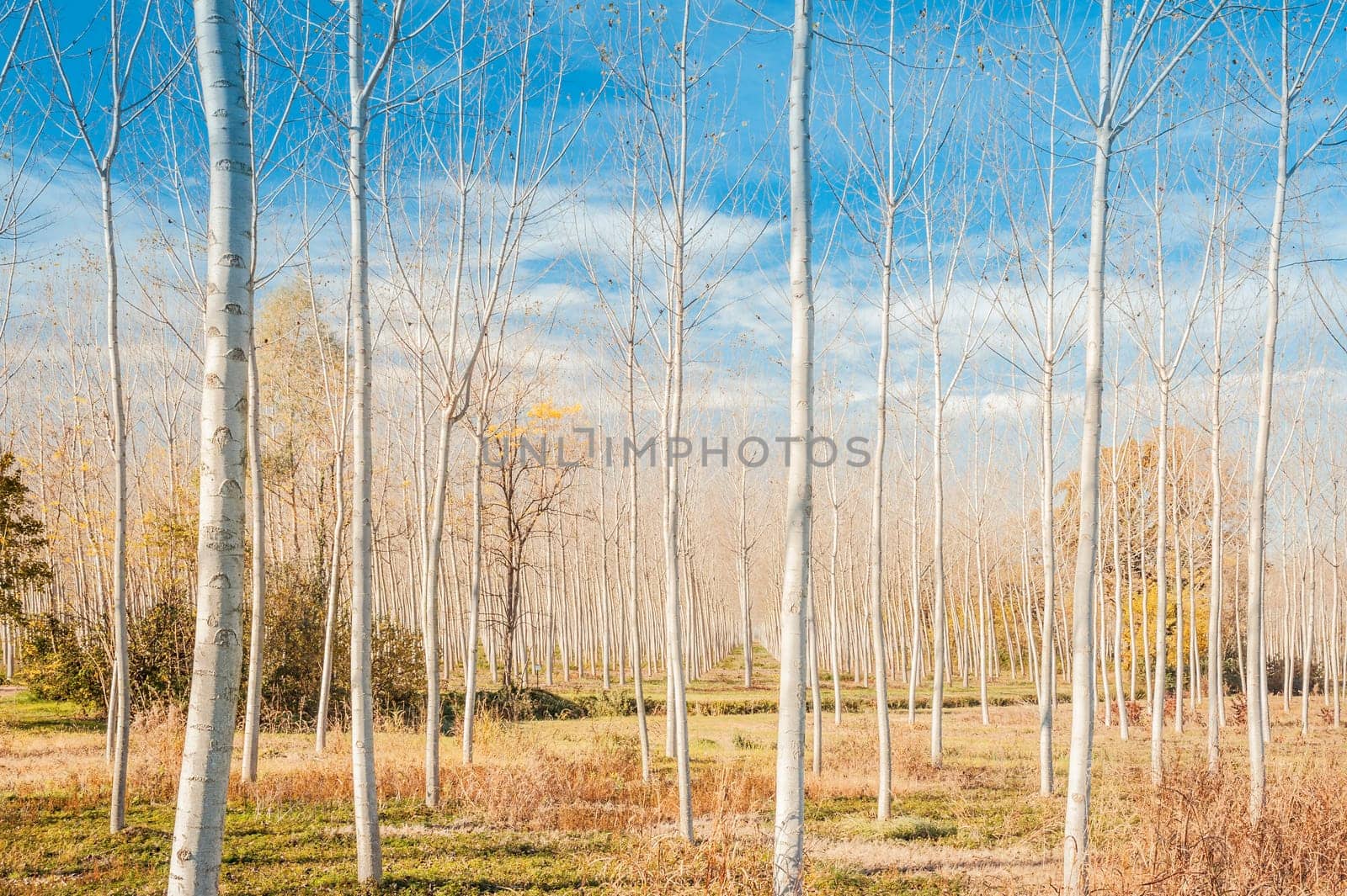 Countryside scene