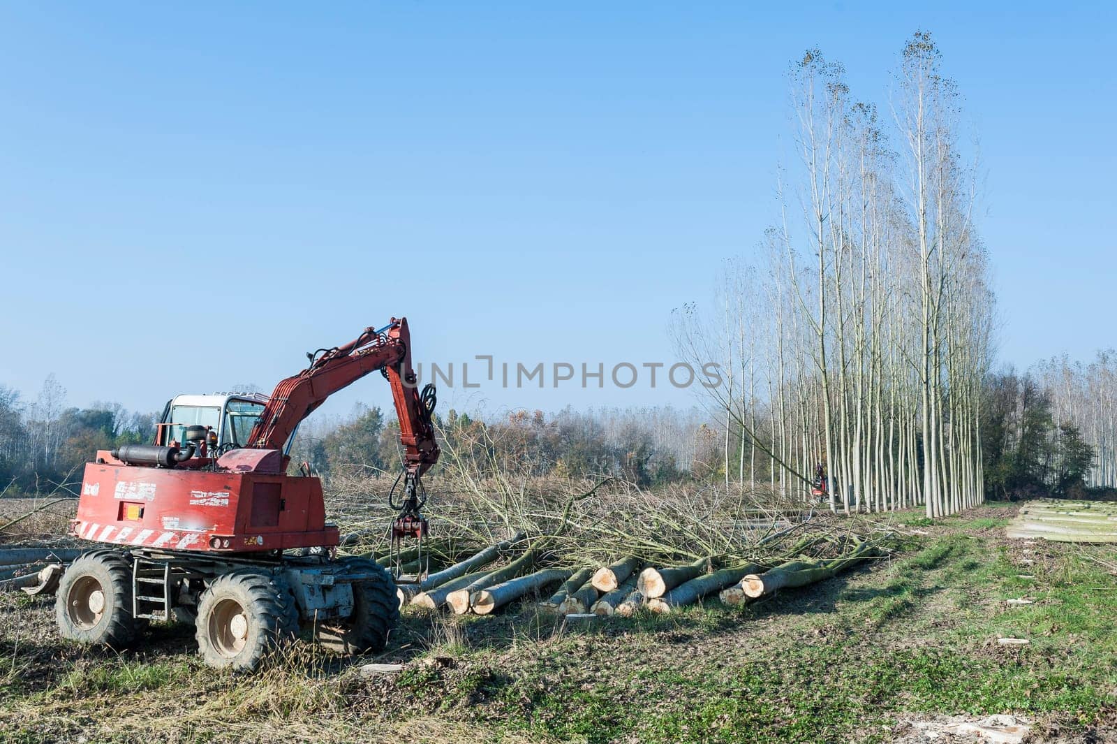Cutting a forest of poplars