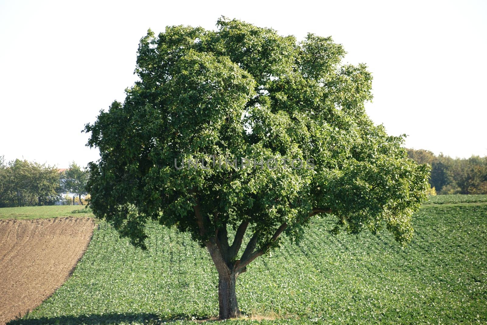 An old deciduous tree,oak,stands in a field of forage plants.