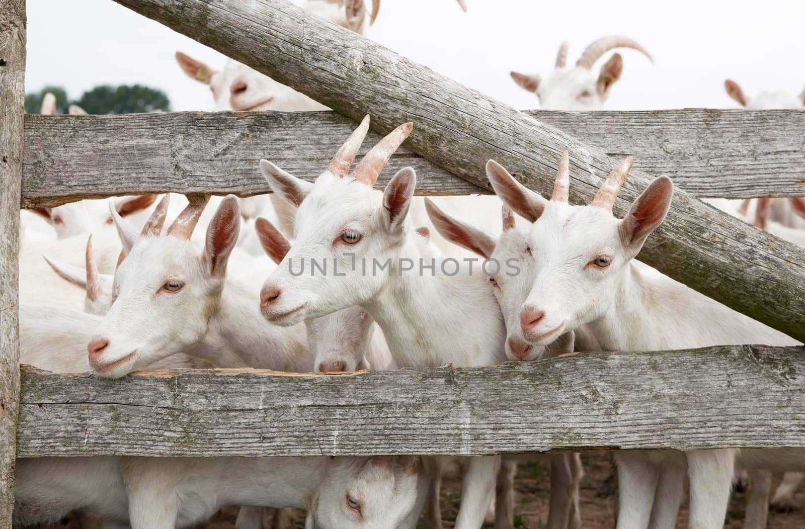 a herd of young white goats stands on a pasture and looks through the fence