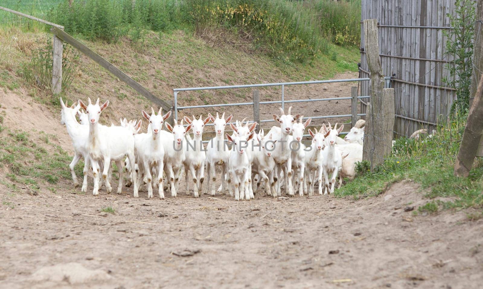 a herd of young white goats walks on a way to the stable