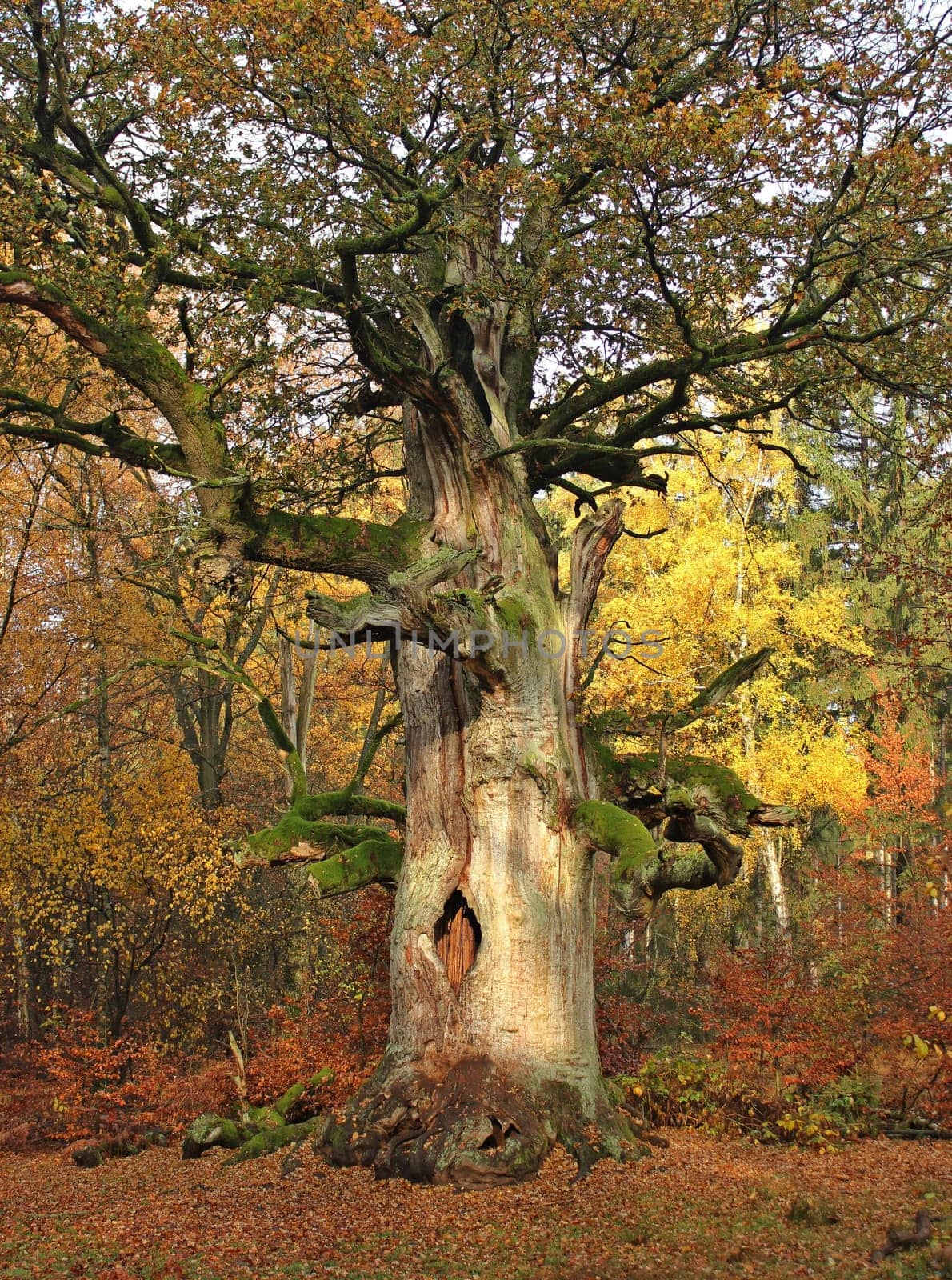The 500-year-old oak in the Sababurg jungle in autumn