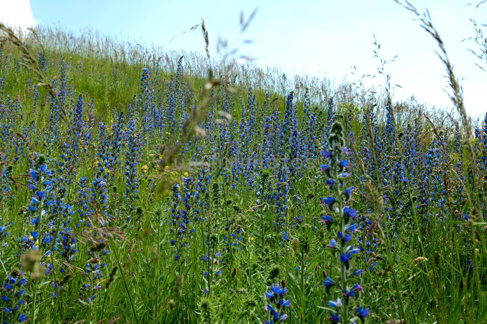 Natternkopf,Echium,vulgare