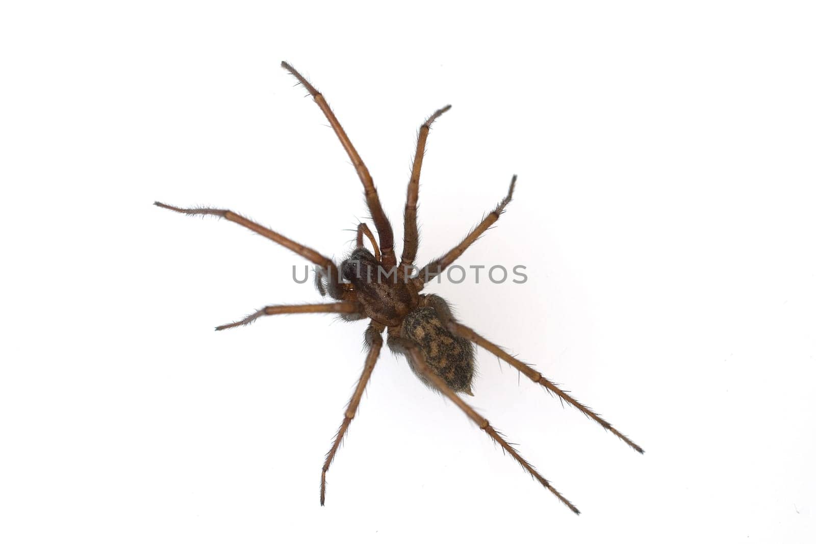 House spider,large,angular spider