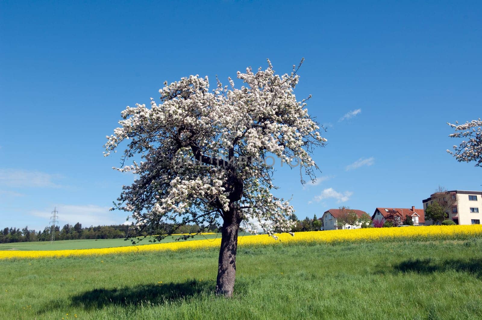 Apple tree,apple bluete