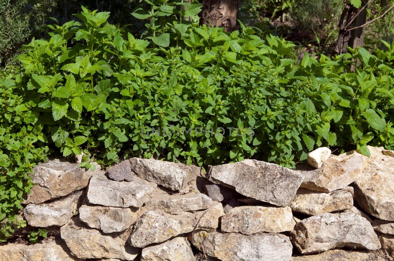 Dry stone wall,Kuechenkraeuter