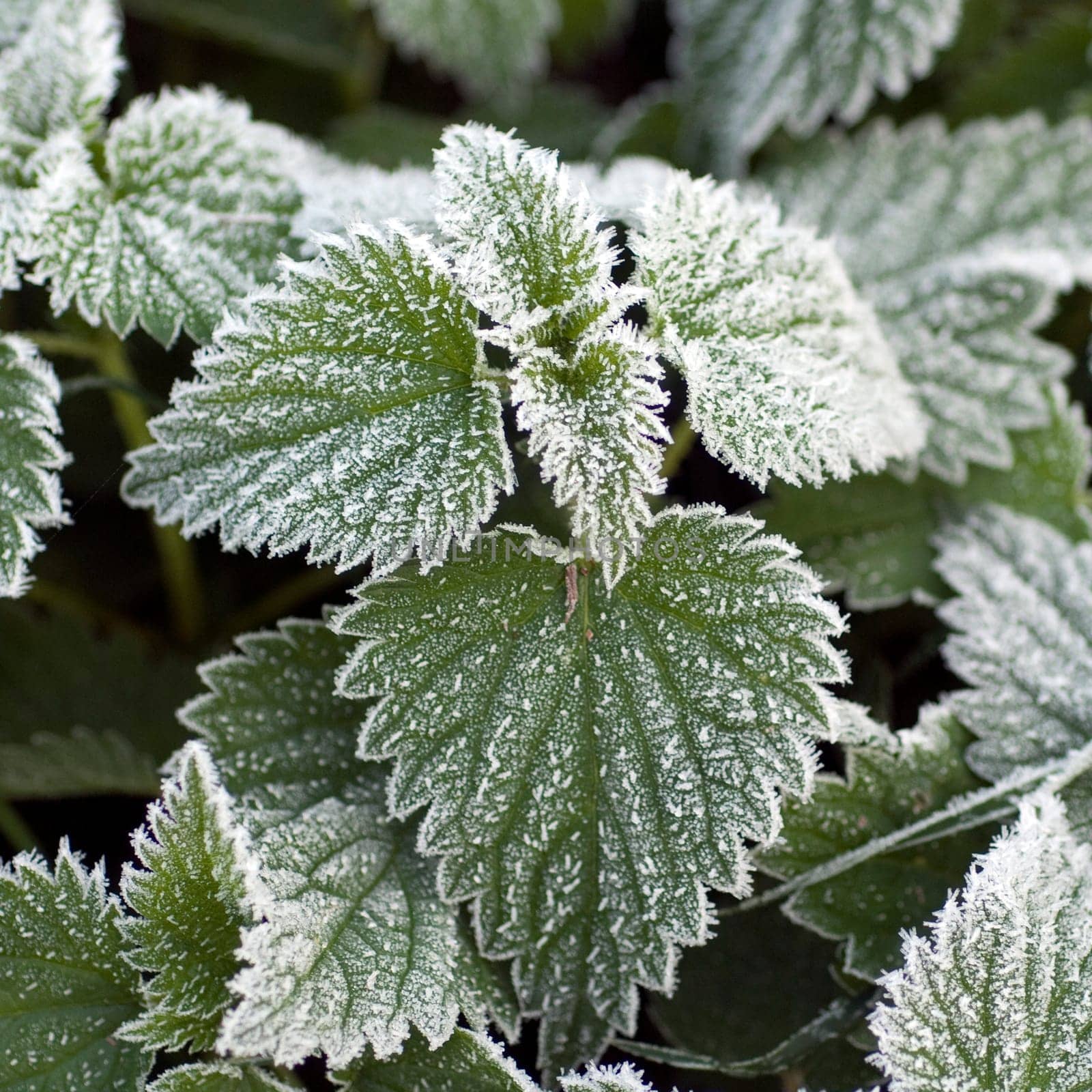 nettles  Rough-ripe