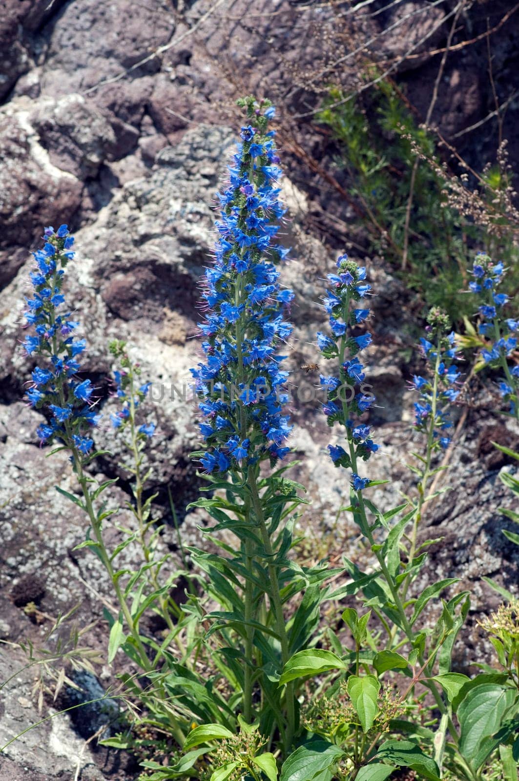 Natternkopf,Echium,vulgare
