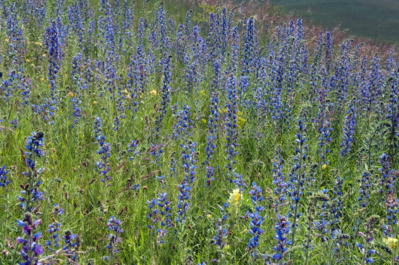 Natternkopf,Echium,vulgare