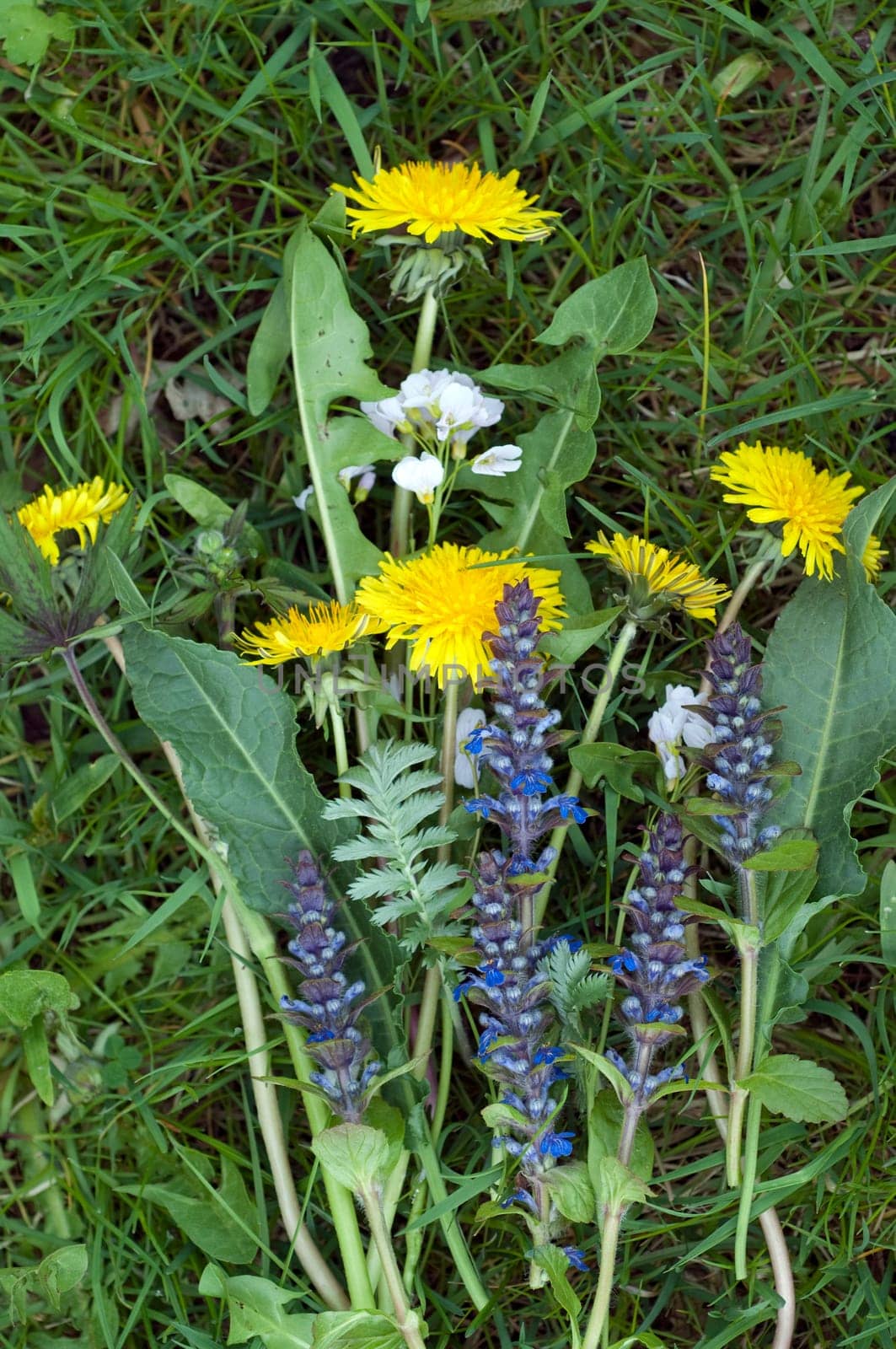 Wild kraeuter  Gundermann  Meadow foam weed  Loewenzahn